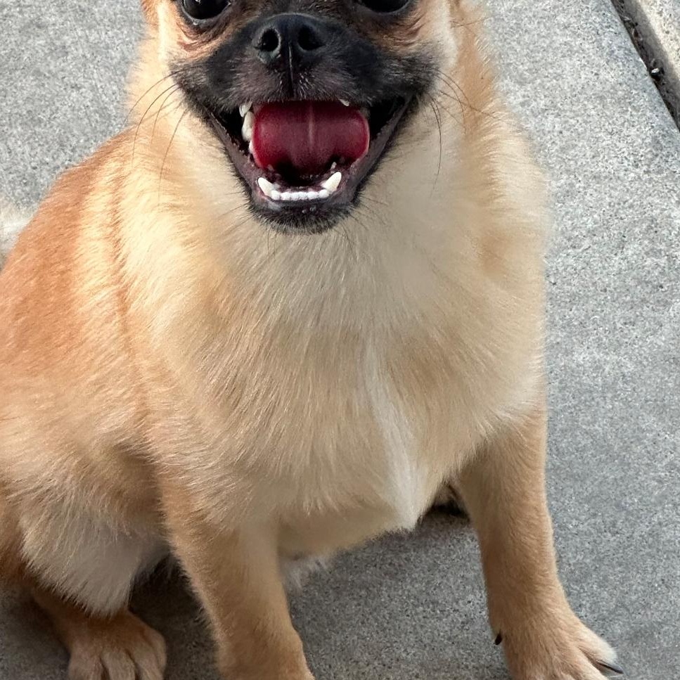 Enlarge Ollie, a ADOPTABLE mixed breed in Seal Beach, CA image 4/5
