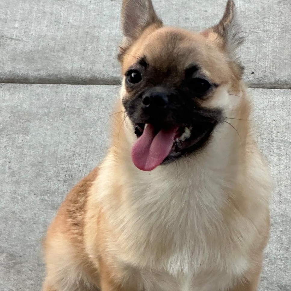 Enlarge Ollie, a ADOPTABLE mixed breed in Seal Beach, CA image 2/5