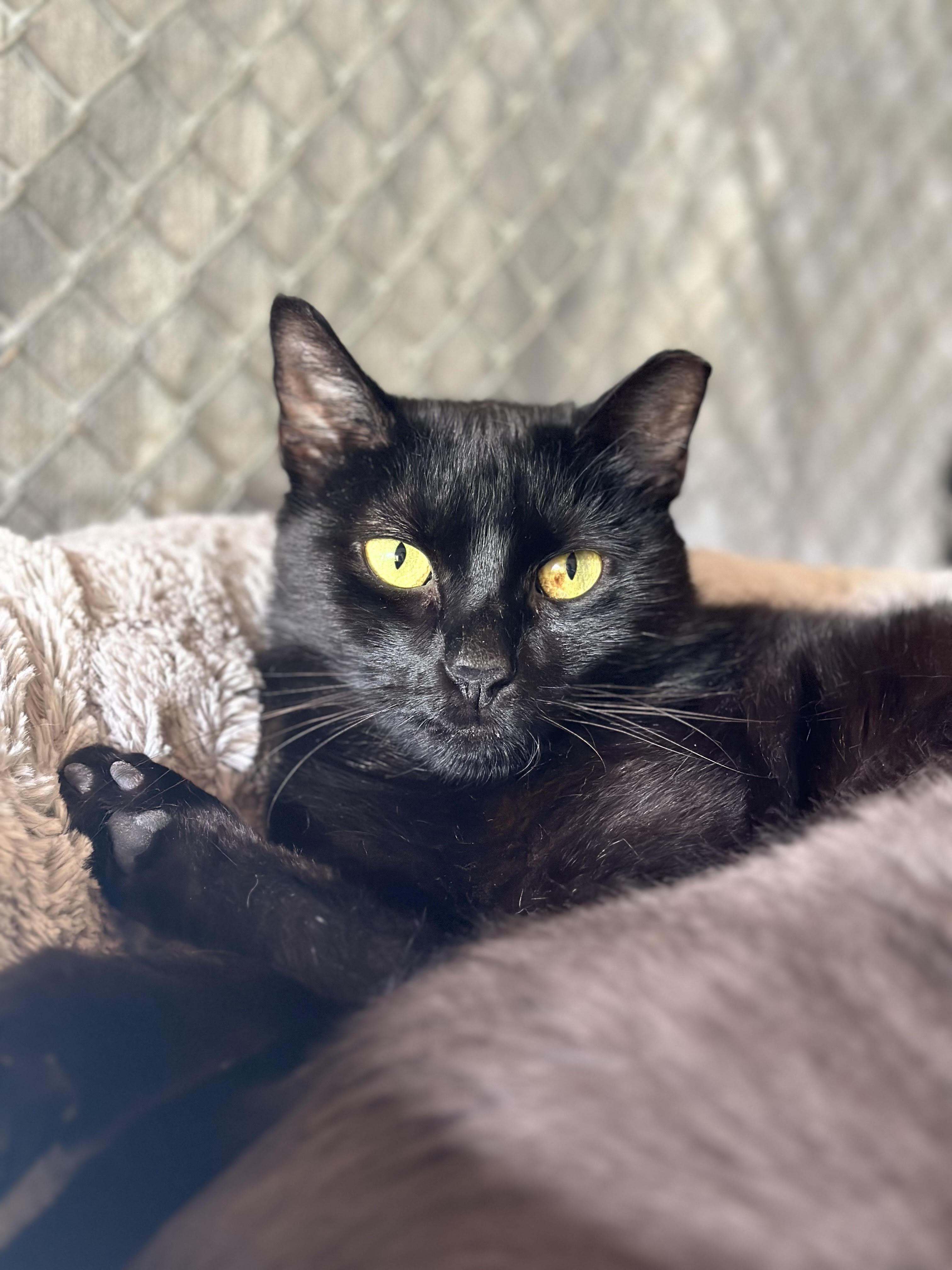 Elizabeth, Adopted, Adult Female Domestic Short Hair.