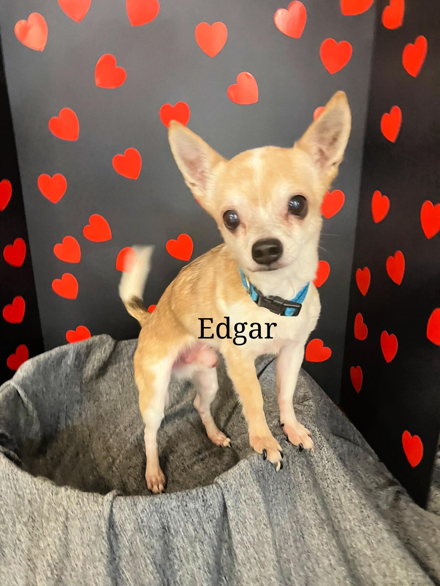 Enlarge Edgar and Gizmo, a Adopted Chihuahua in Granbury, TX image 4/6