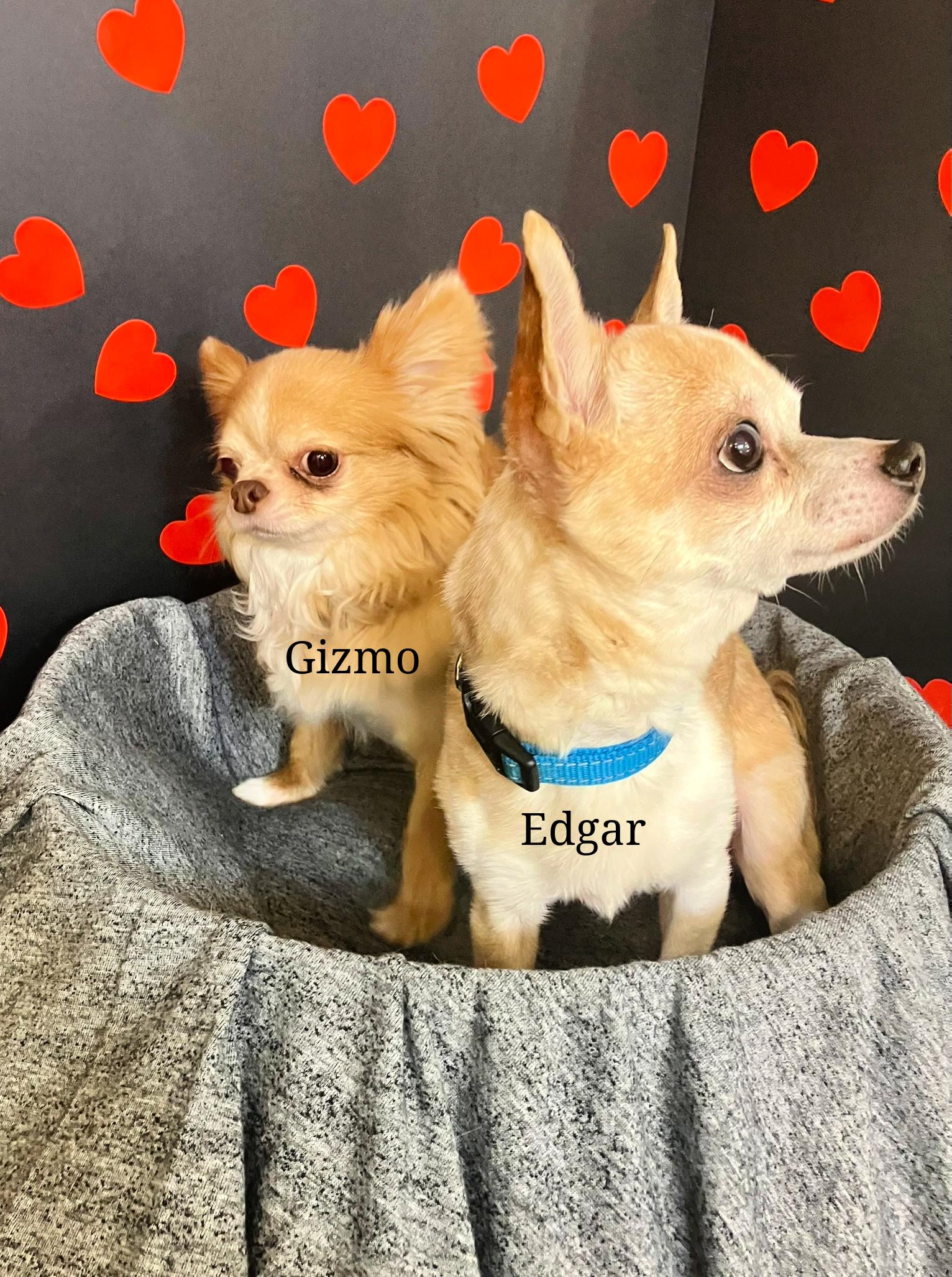 Edgar and Gizmo, Adopted, Adult Male Chihuahua.