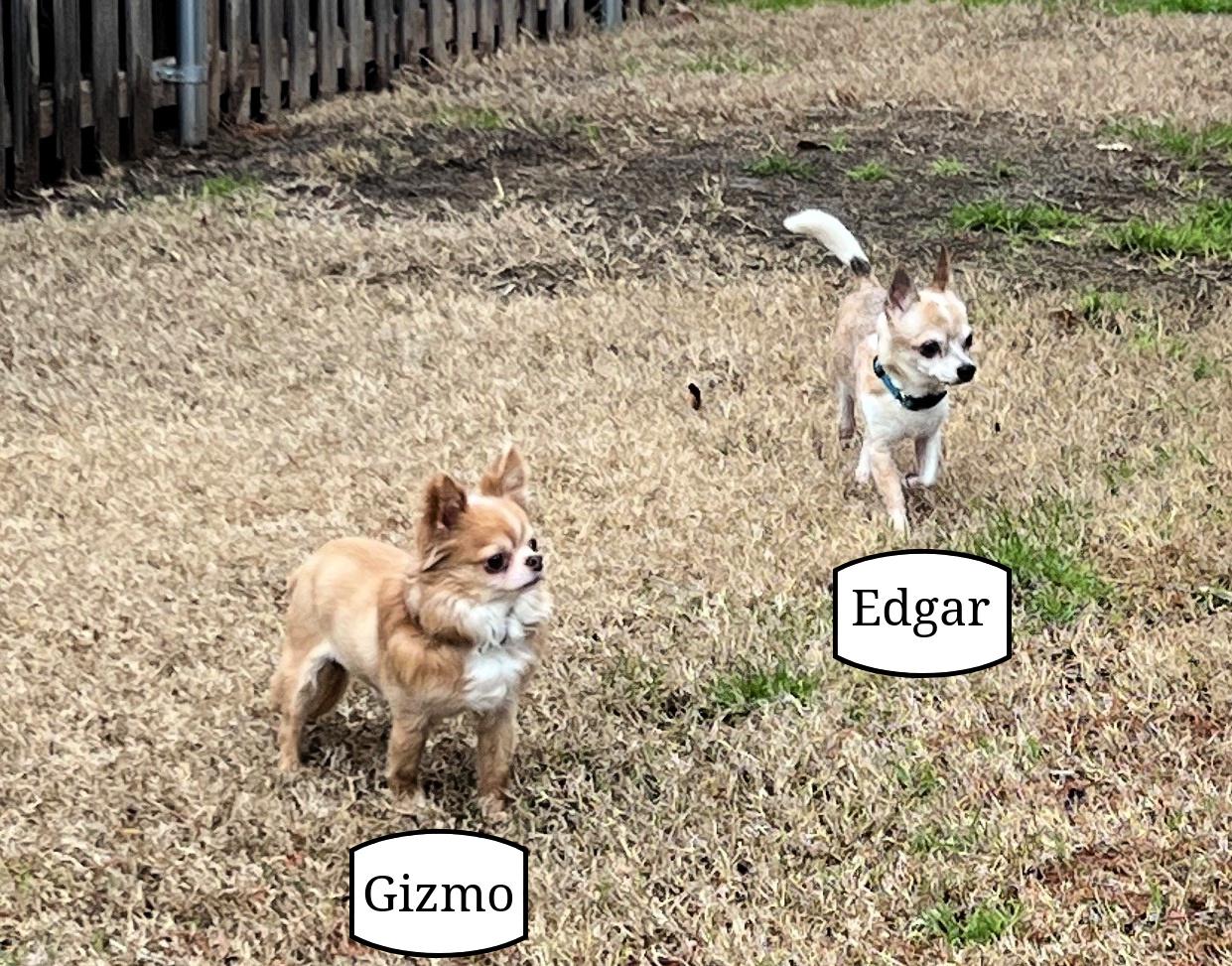 Enlarge Edgar and Gizmo, a Adopted Chihuahua in Granbury, TX image 3/6