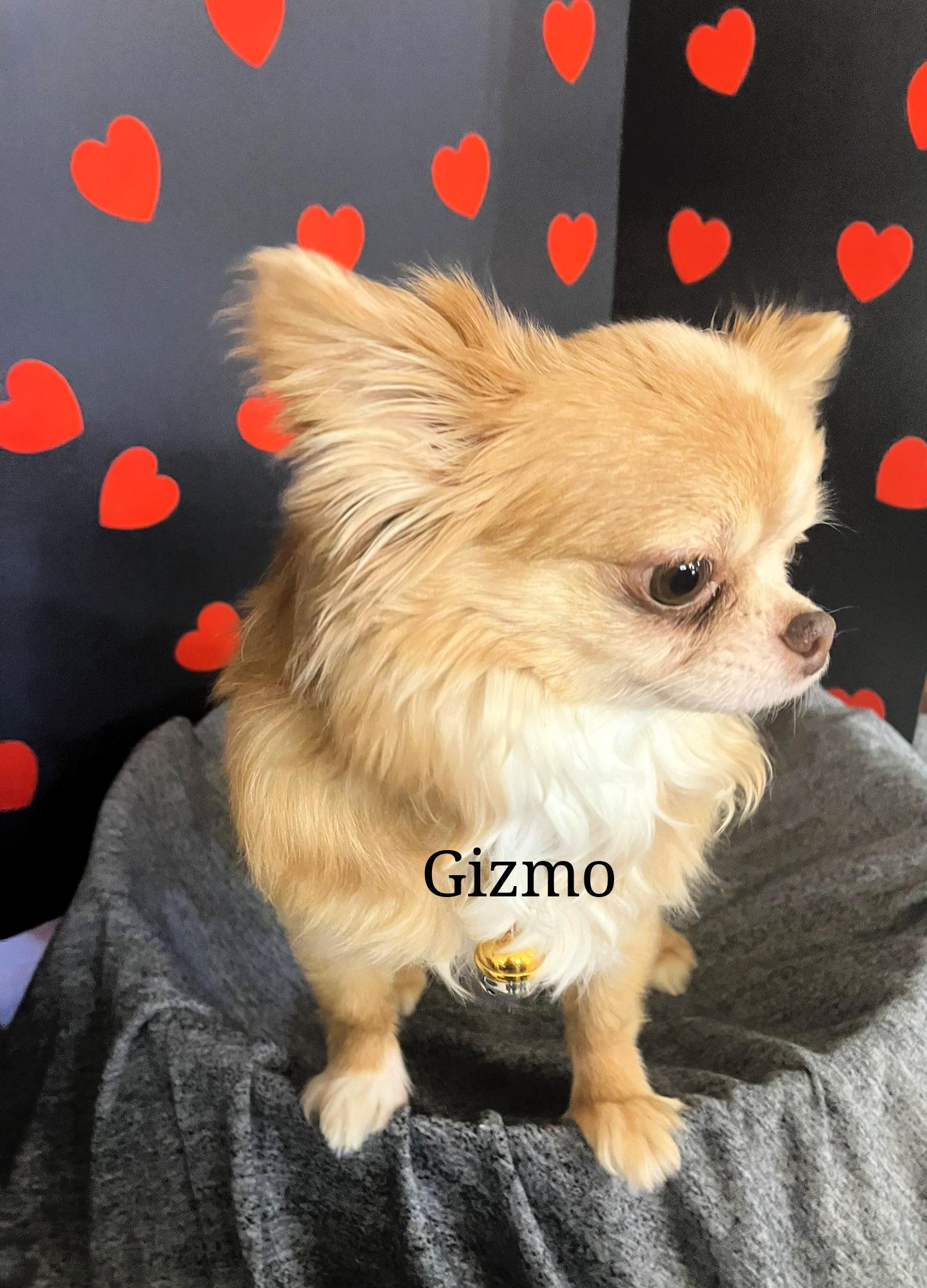 Enlarge Edgar and Gizmo, a Adopted Chihuahua in Granbury, TX image 6/6