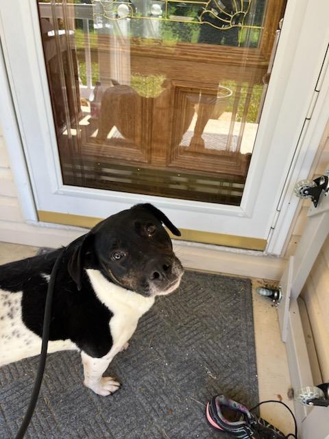 Bailey, Adoptable, Adult Female German Shorthaired Pointer.