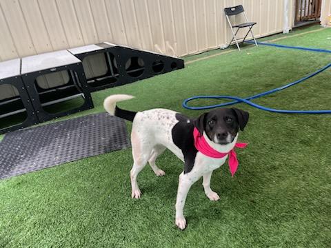Bailey, a Adoptable German Shorthaired Pointer image 2/6