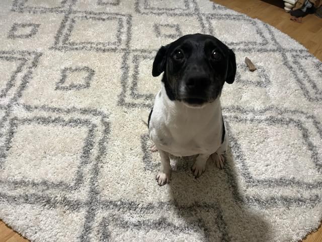 Bailey, a Adoptable German Shorthaired Pointer image 3/6