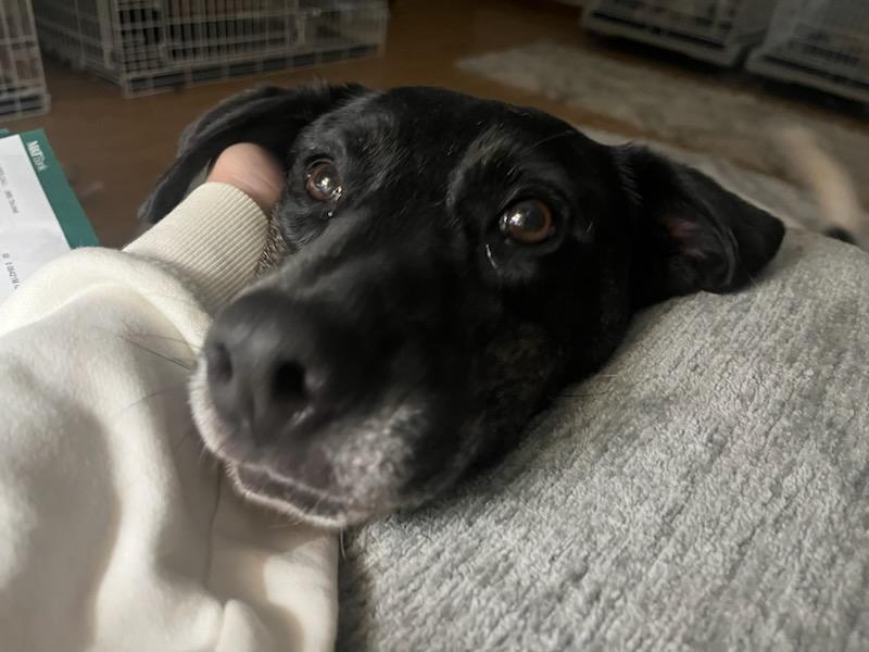 Bailey, Adoptable, Adult Female German Shorthaired Pointer.