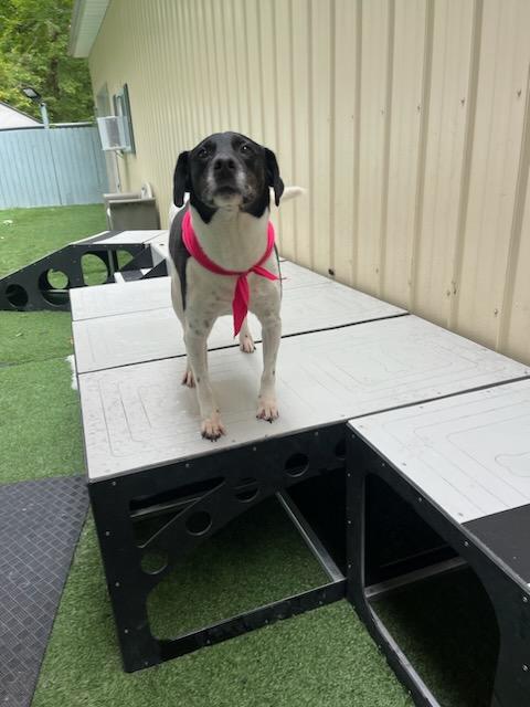 Bailey, a Adoptable German Shorthaired Pointer image 5/6