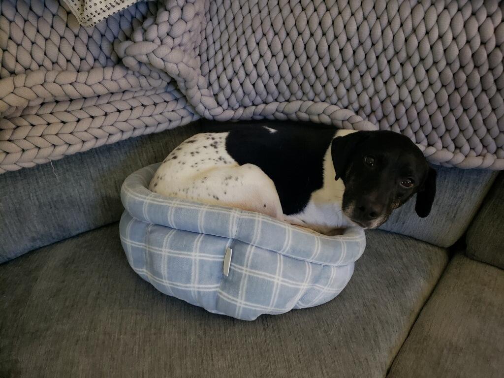 Bailey, a Adoptable German Shorthaired Pointer image 6/6