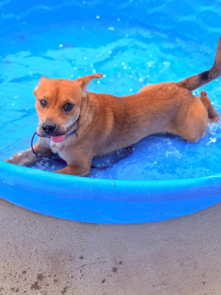 Zig, Adoptable, Puppy Male Terrier.
