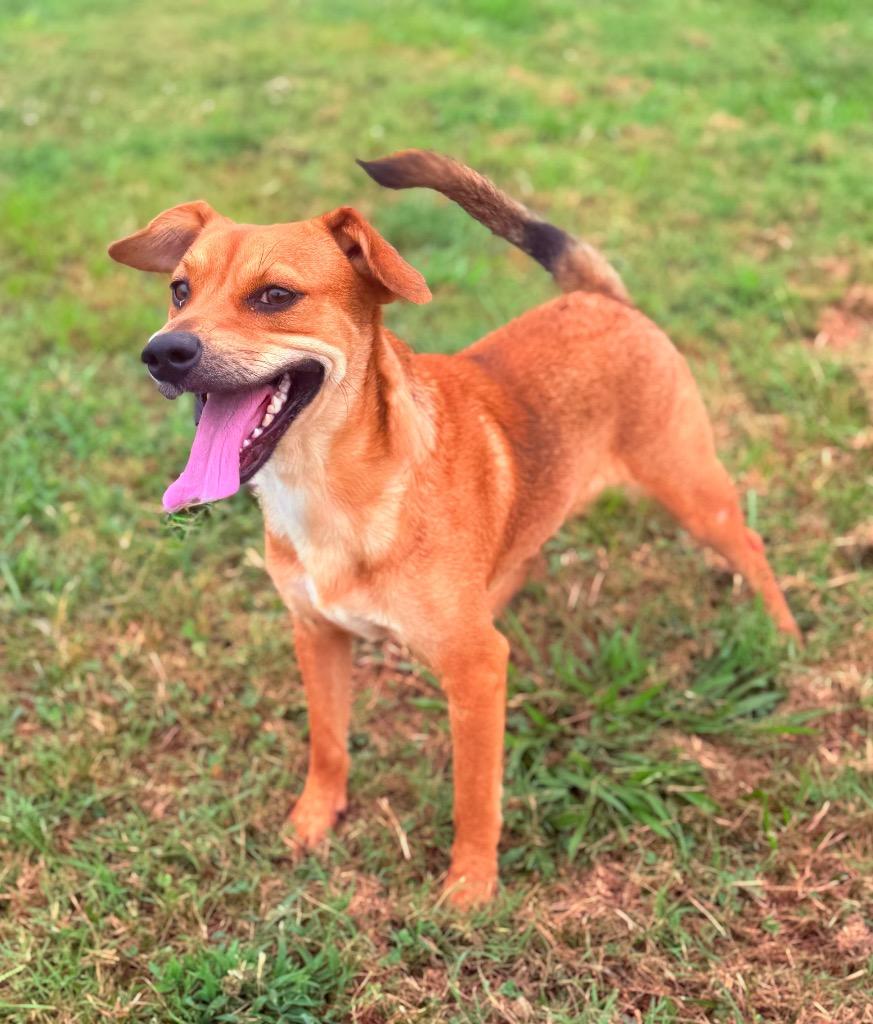 Zig, a Adoptable mixed breed in Hopkinsville, KY image 2/6