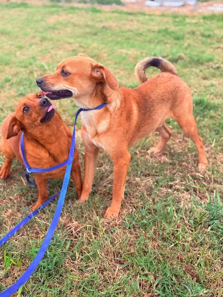 Zig, a Adoptable mixed breed in Hopkinsville, KY image 4/6