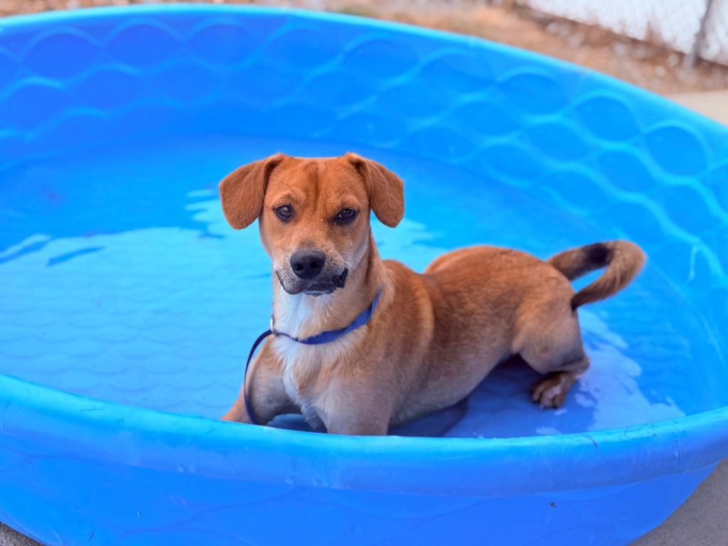 Zig, a Adoptable mixed breed in Hopkinsville, KY image 5/6