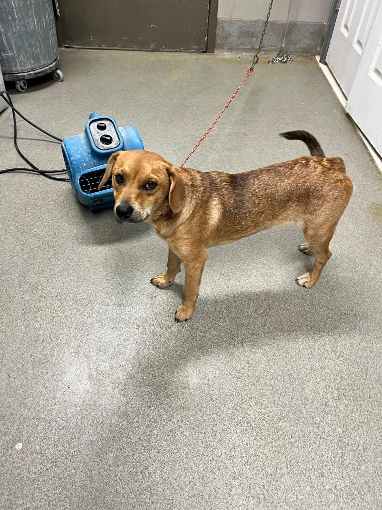Zig, a Adoptable mixed breed in Hopkinsville, KY image 6/6