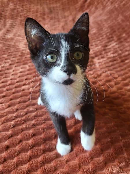 Enlarge Cappucinno, a Adopted Domestic Short Hair in Wilmington, NC image 2/3