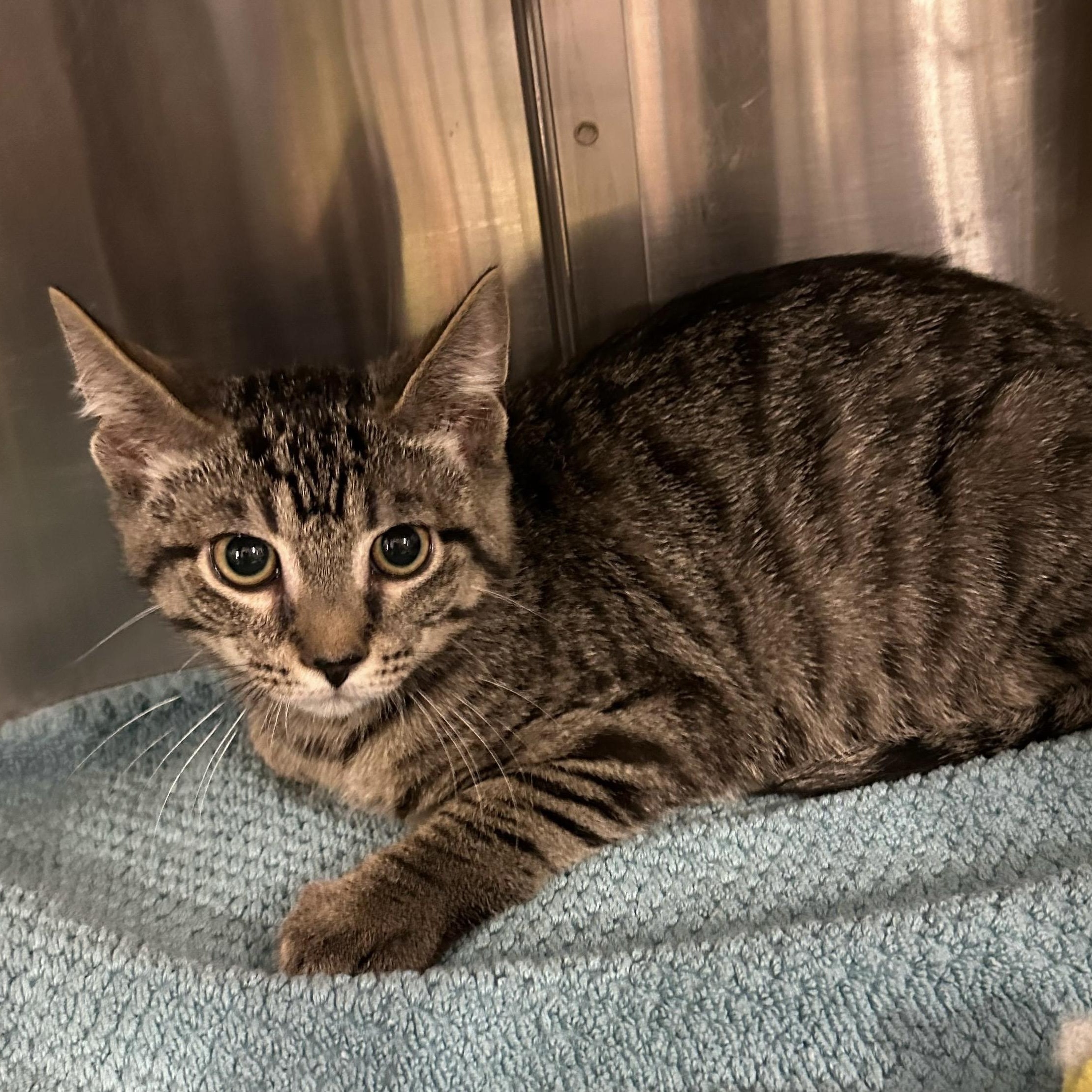 Anaheim, Adoptable, Kitten Male Domestic Short Hair.