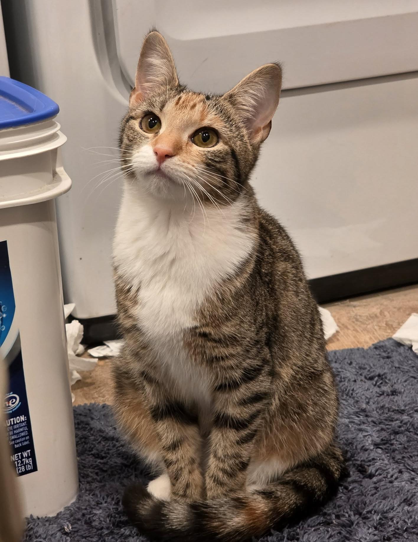 Enlarge Jessica, an adopted Domestic Short Hair in Breinigsville, PA image 2/3