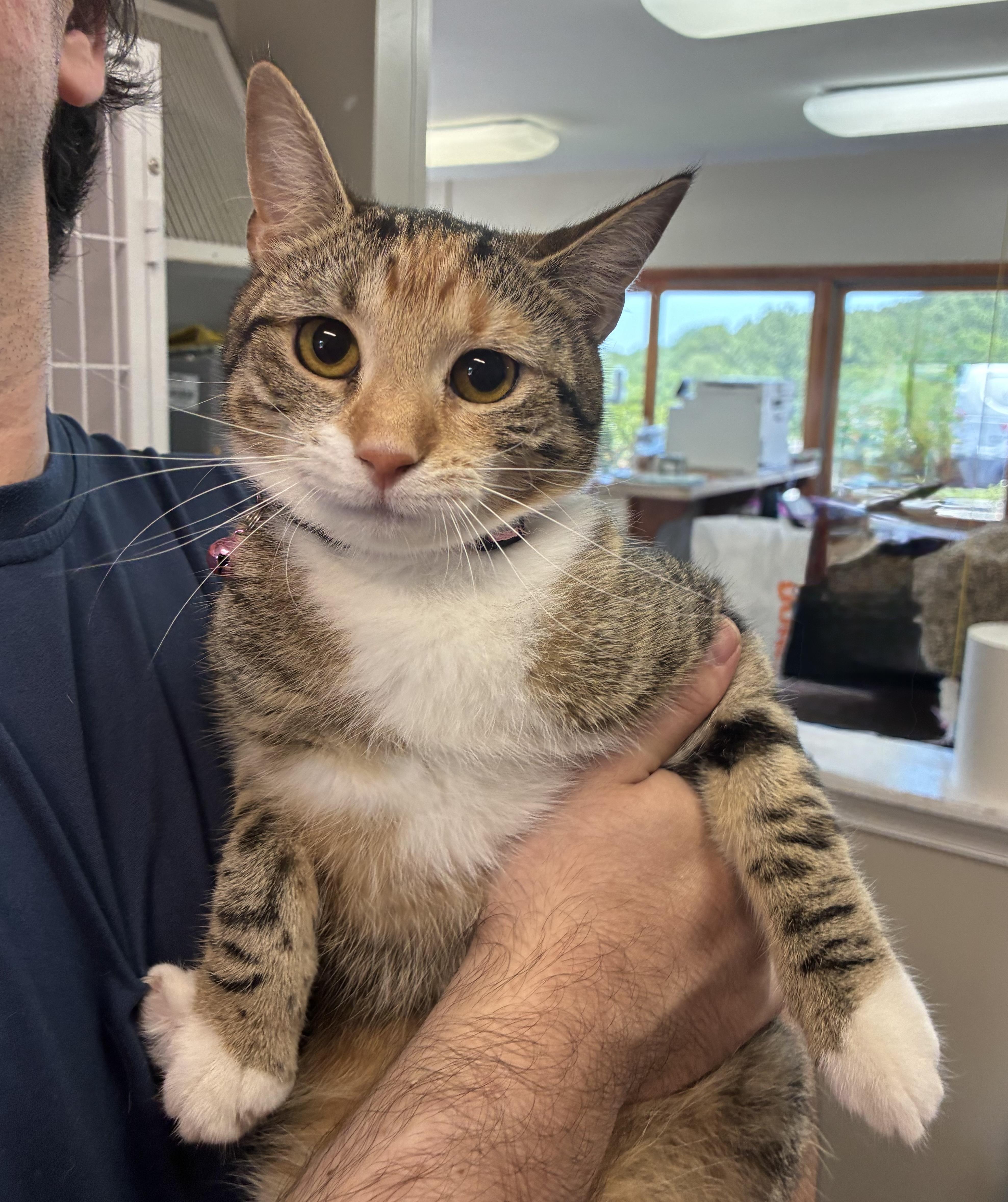 Enlarge Jessica, an adopted Domestic Short Hair in Breinigsville, PA image 1/3