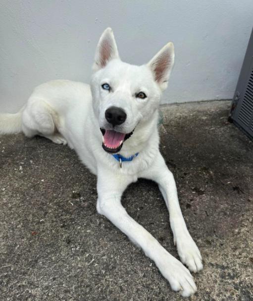 Moon, adopted, Young Male Siberian Husky.