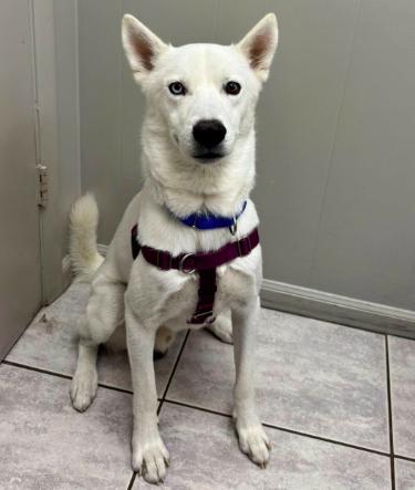Enlarge Moon, an adopted Siberian Husky in Jupiter, FL image 2/3