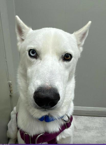Enlarge Moon, an adopted Siberian Husky in Jupiter, FL image 3/3