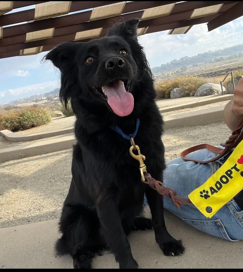 Keenan, Adoptable, Adult Male Cocker Spaniel & Papillon.
