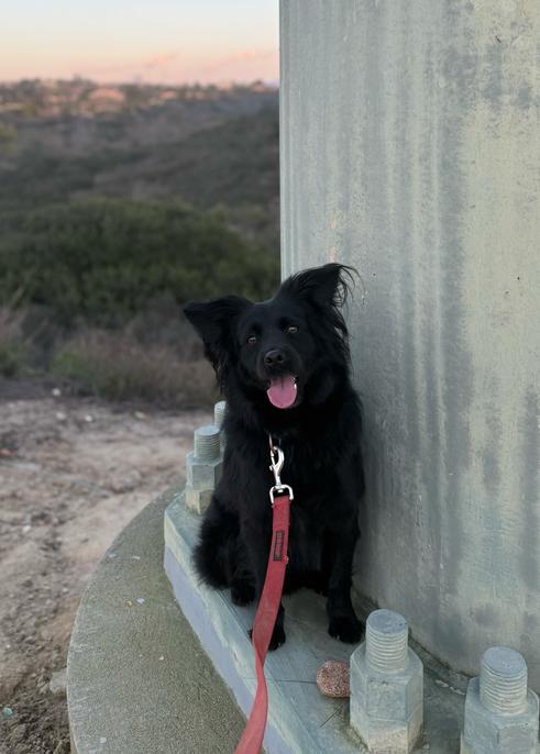 Enlarge Keenan, a Adoptable mixed breed in San Diego, CA image 2/6