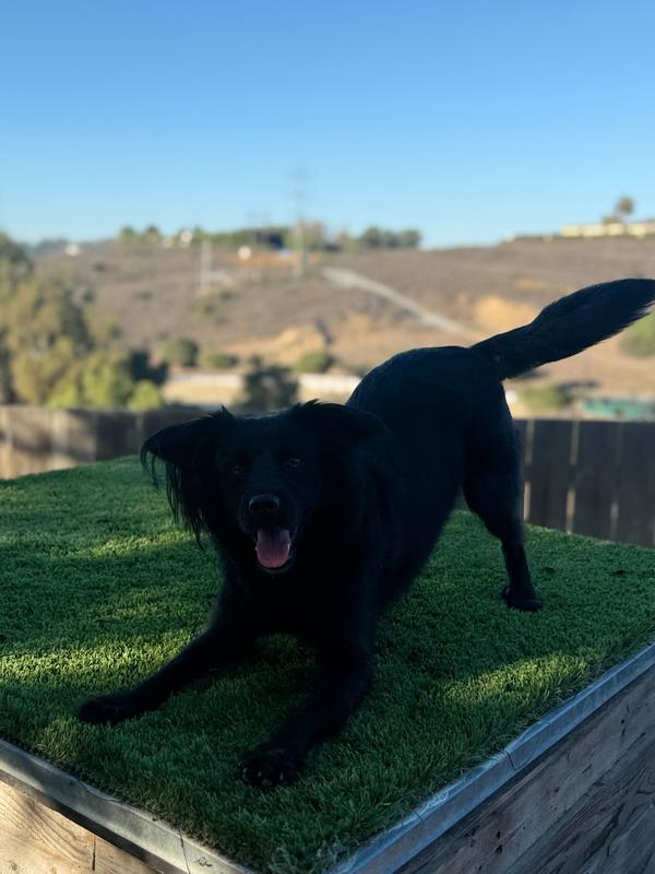 Enlarge Keenan, a Adoptable mixed breed in San Diego, CA image 3/6