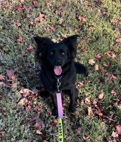 Enlarge Keenan, a Adoptable mixed breed in San Diego, CA image 4/6