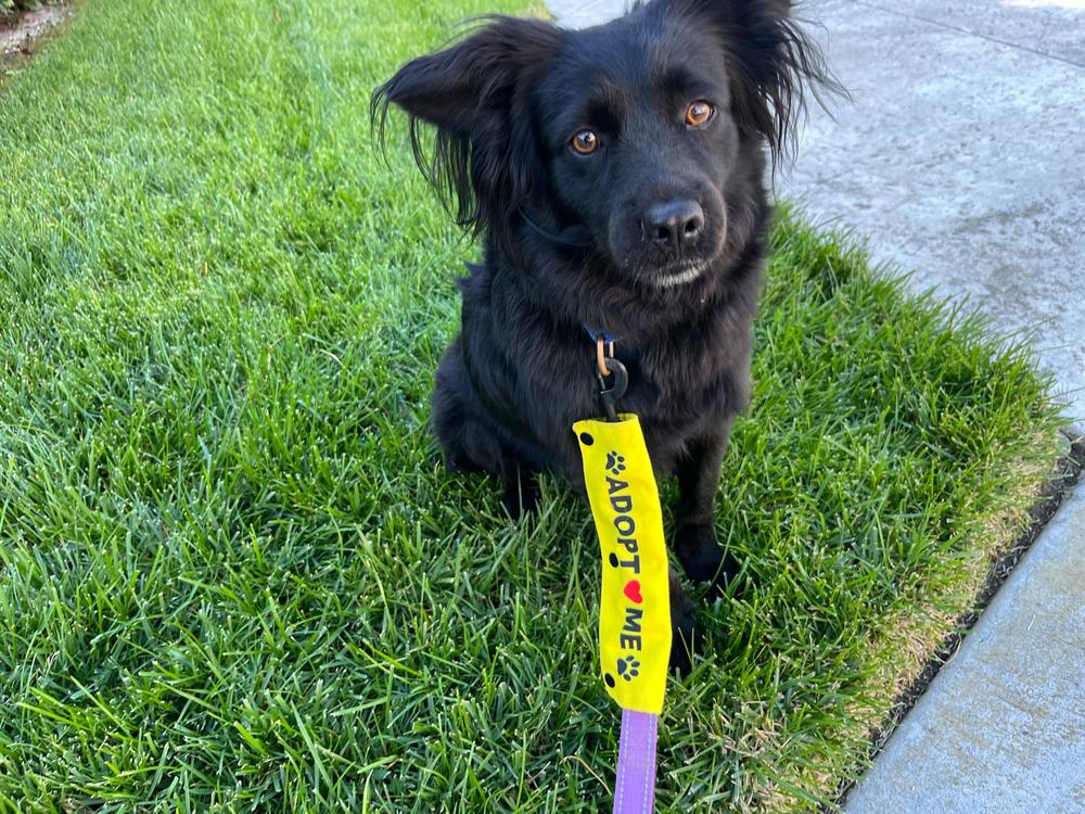 Enlarge Keenan, a Adoptable mixed breed in San Diego, CA image 5/6