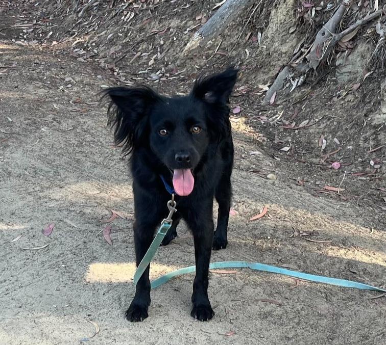 Enlarge Keenan, a Adoptable mixed breed in San Diego, CA image 6/6