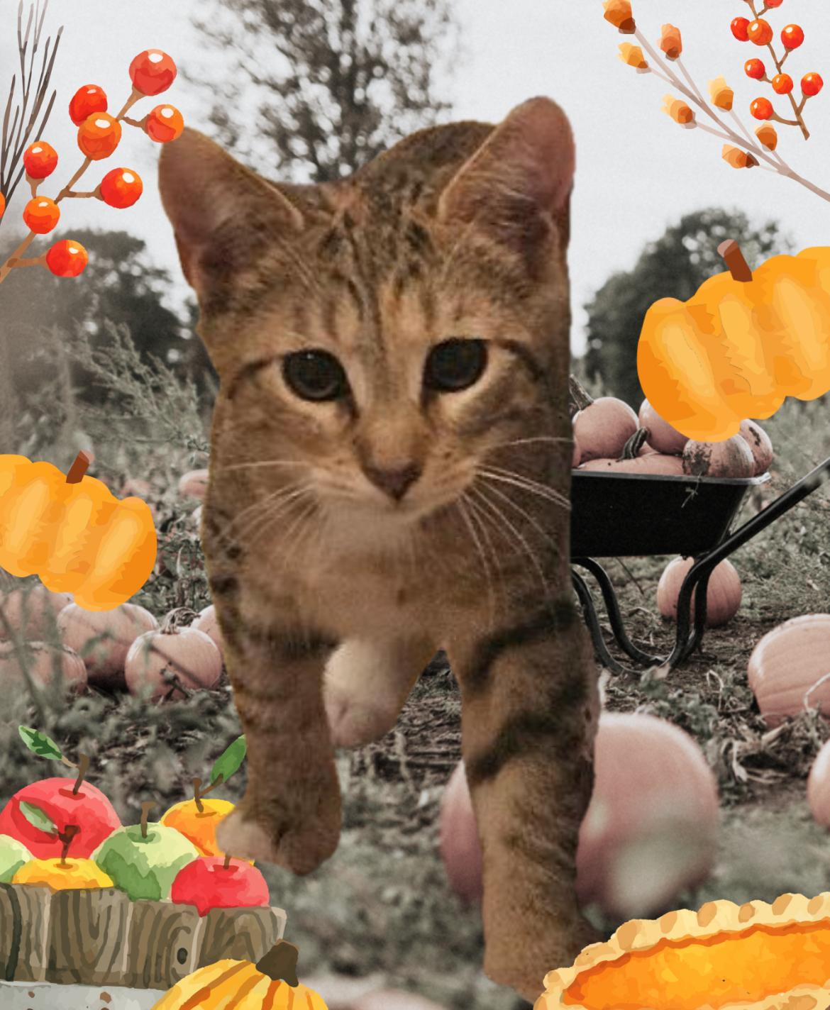 Enlarge OWL, a Adoptable Domestic Short Hair in Spotswood, NJ image 1/2