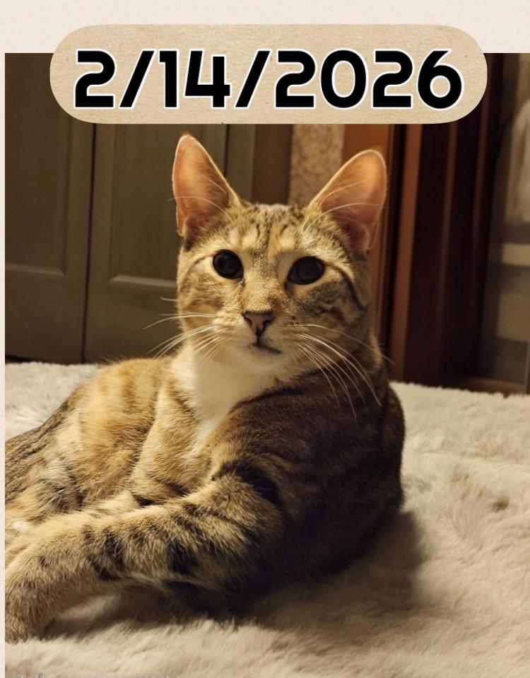 OWL, Adoptable, Young Female Domestic Short Hair.