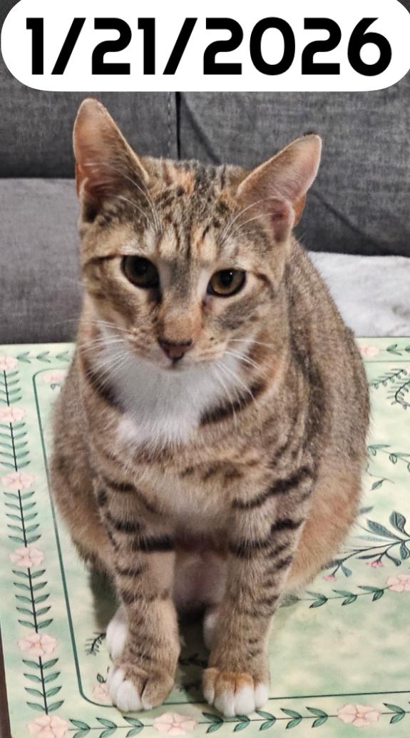 OWL, Adoptable, Young Female Domestic Short Hair.