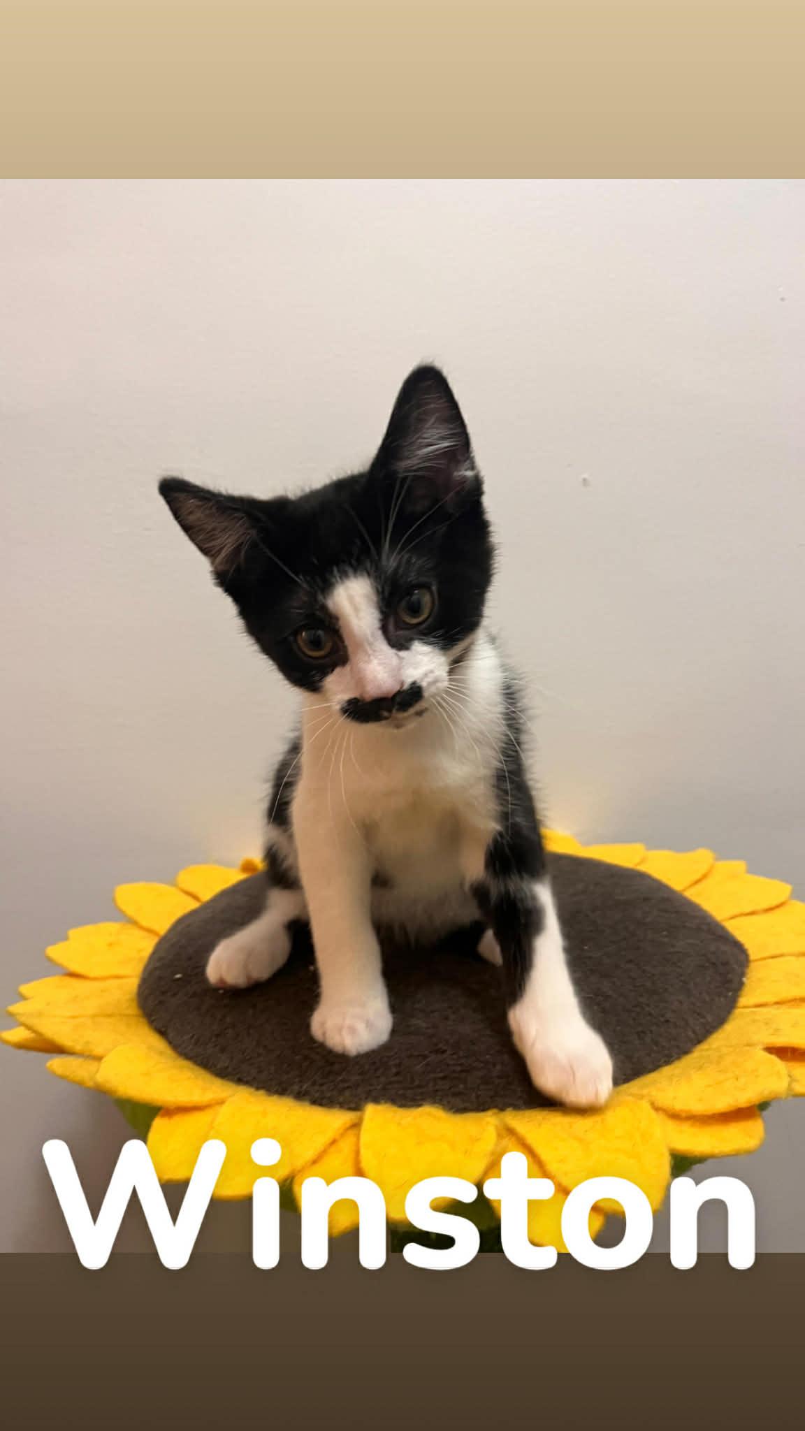 Winston, Adopted, Young Male Domestic Short Hair.