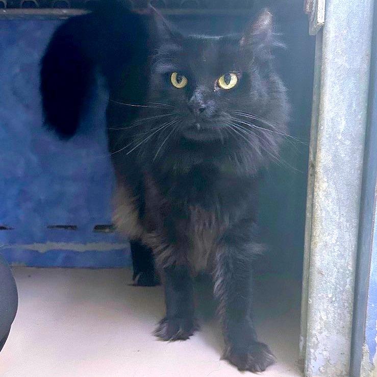 Inherently Interesting, Adoptable, Adult Female Domestic Medium Hair.