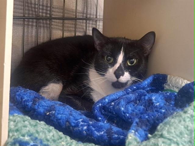 MAYURI, Adoptable, Adult Female Domestic Short Hair.