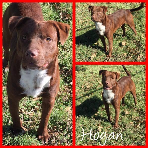 Hogan, Adopted, Senior Male Australian Cattle Dog / Blue Heeler & Chocolate Labrador Retriever.