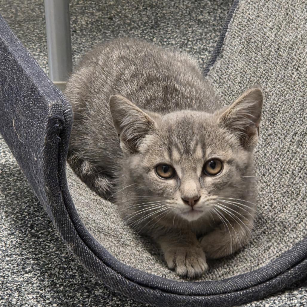 Skeeter, a Adoptable Domestic Short Hair in Hinsdale, IL image 1/2
