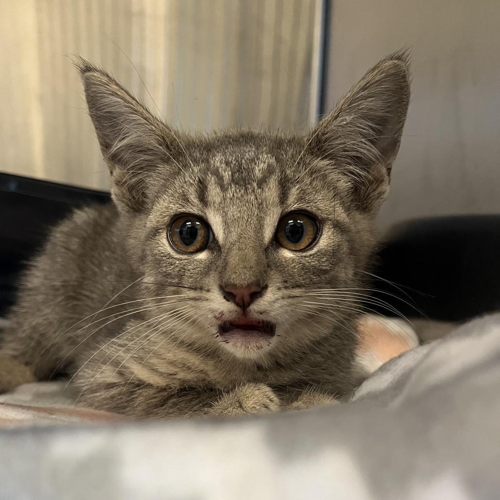 Skeeter, a Adoptable Domestic Short Hair in Hinsdale, IL image 2/2