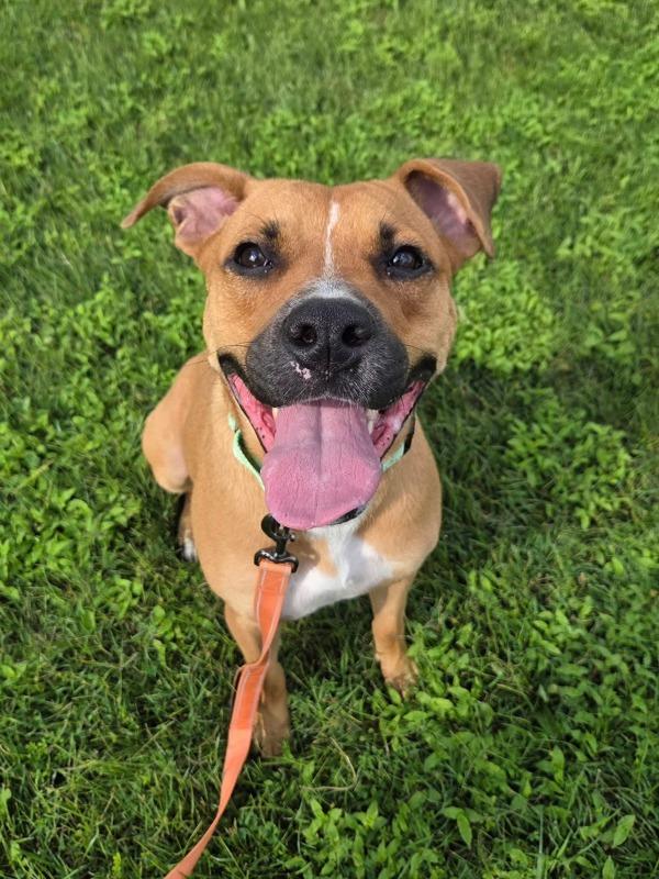 Enlarge Storm, a Adoptable mixed breed in Millersville, MD image 1/1