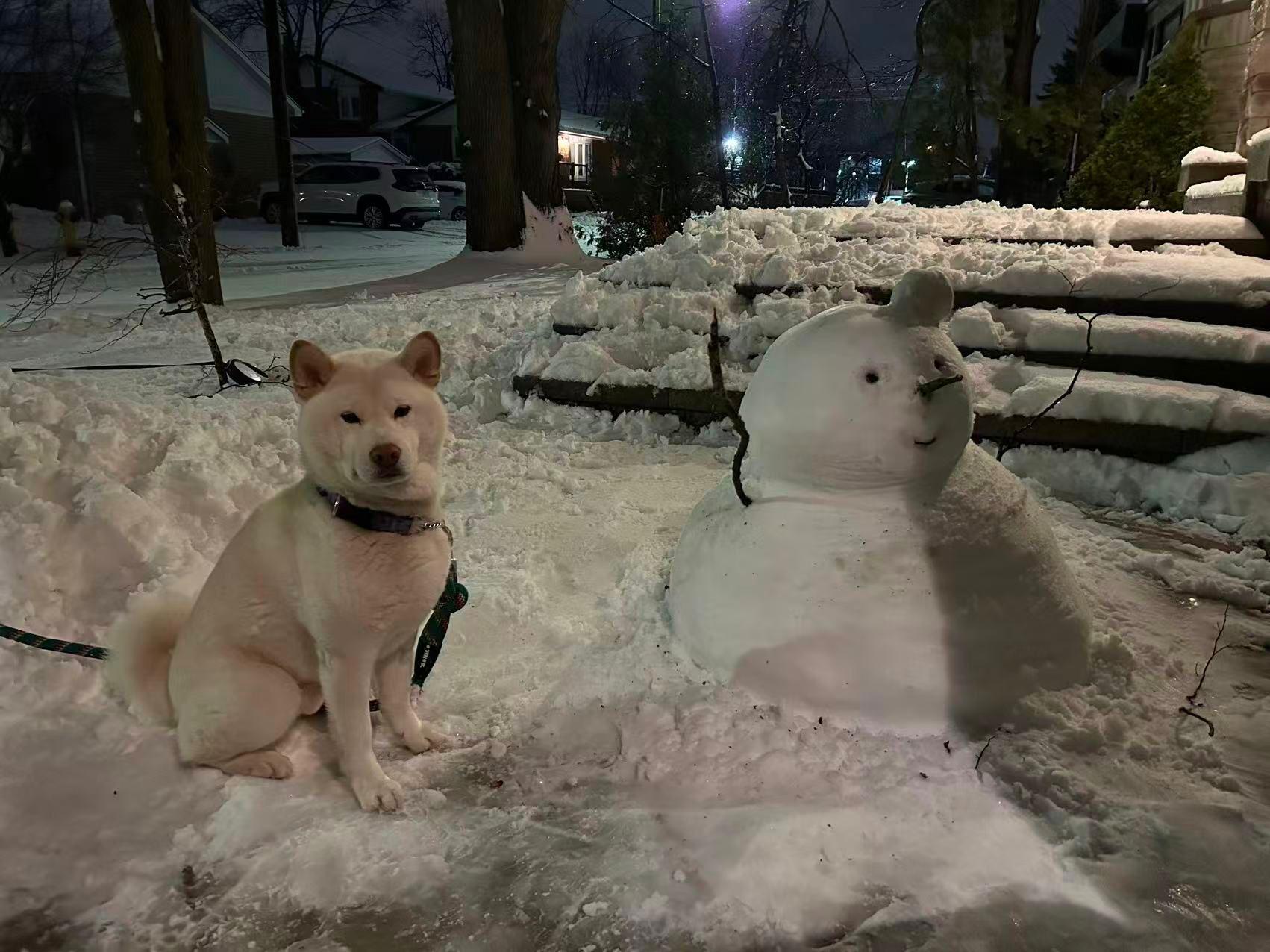 Luca, an adopted Shiba Inu in Markham, ON image 6/6