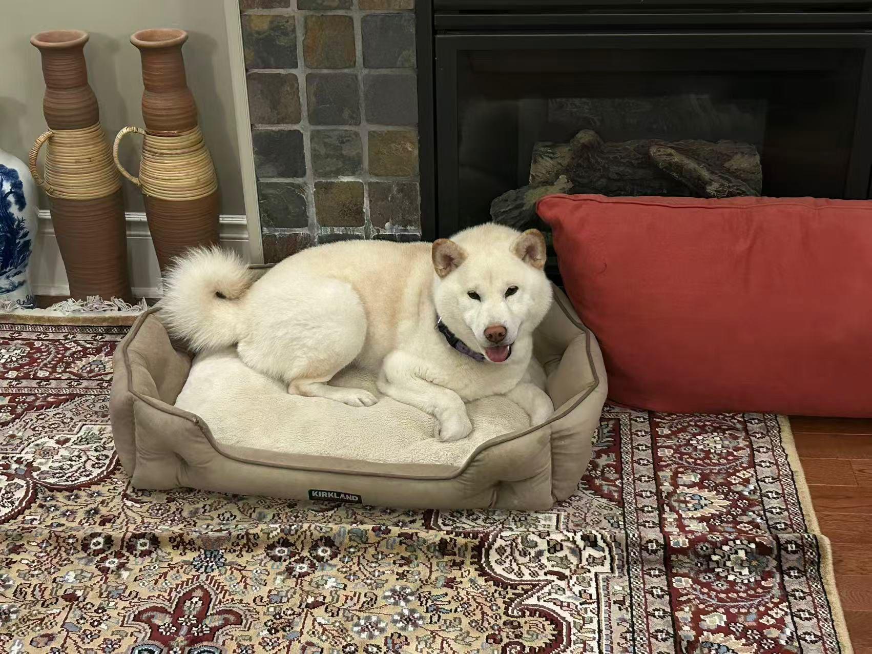 Luca, an adopted Shiba Inu in Markham, ON image 1/6