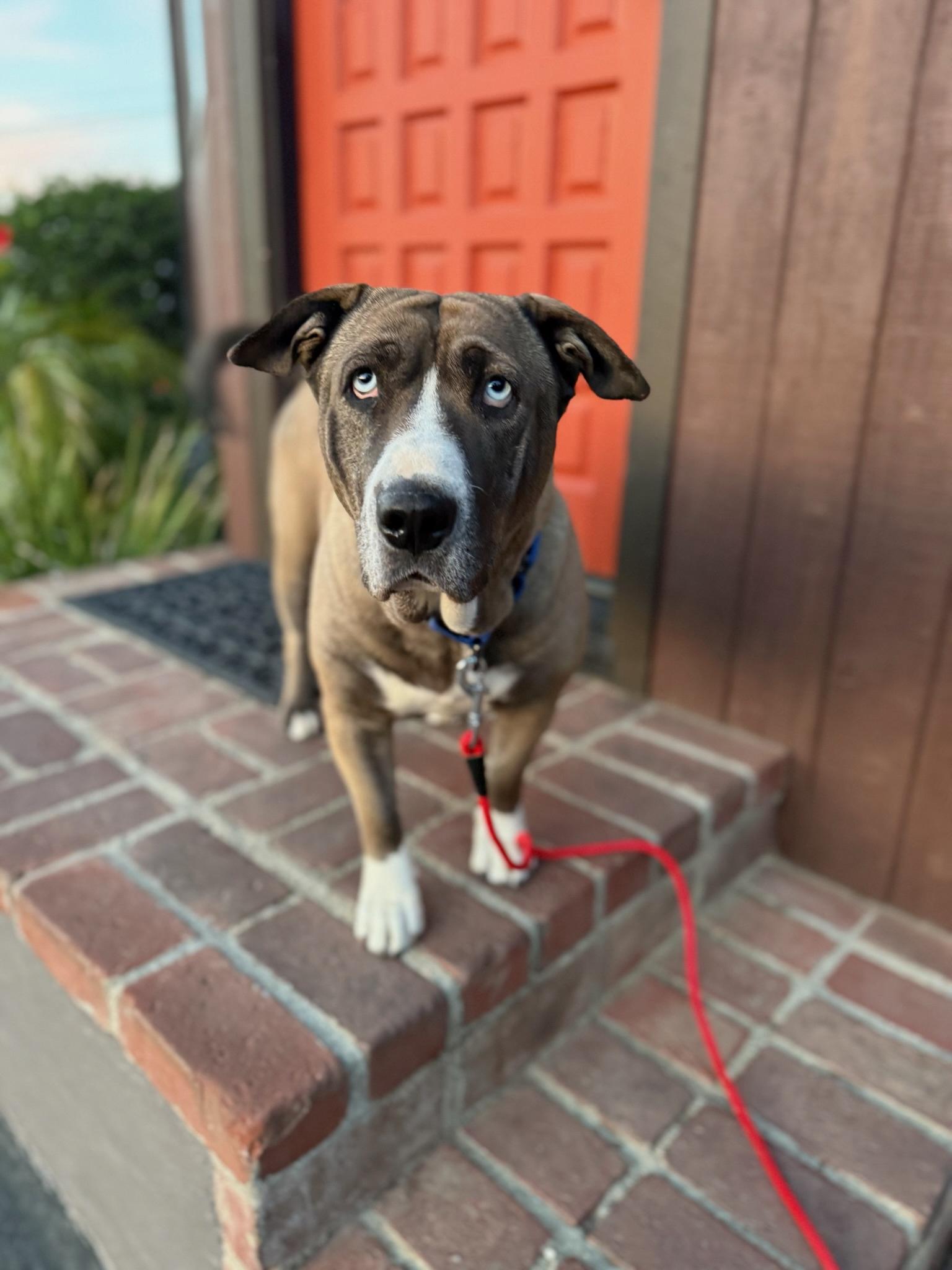 Enlarge Kiki Cupcake, a Adoptable mixed breed in sherman oaks, CA image 2/5