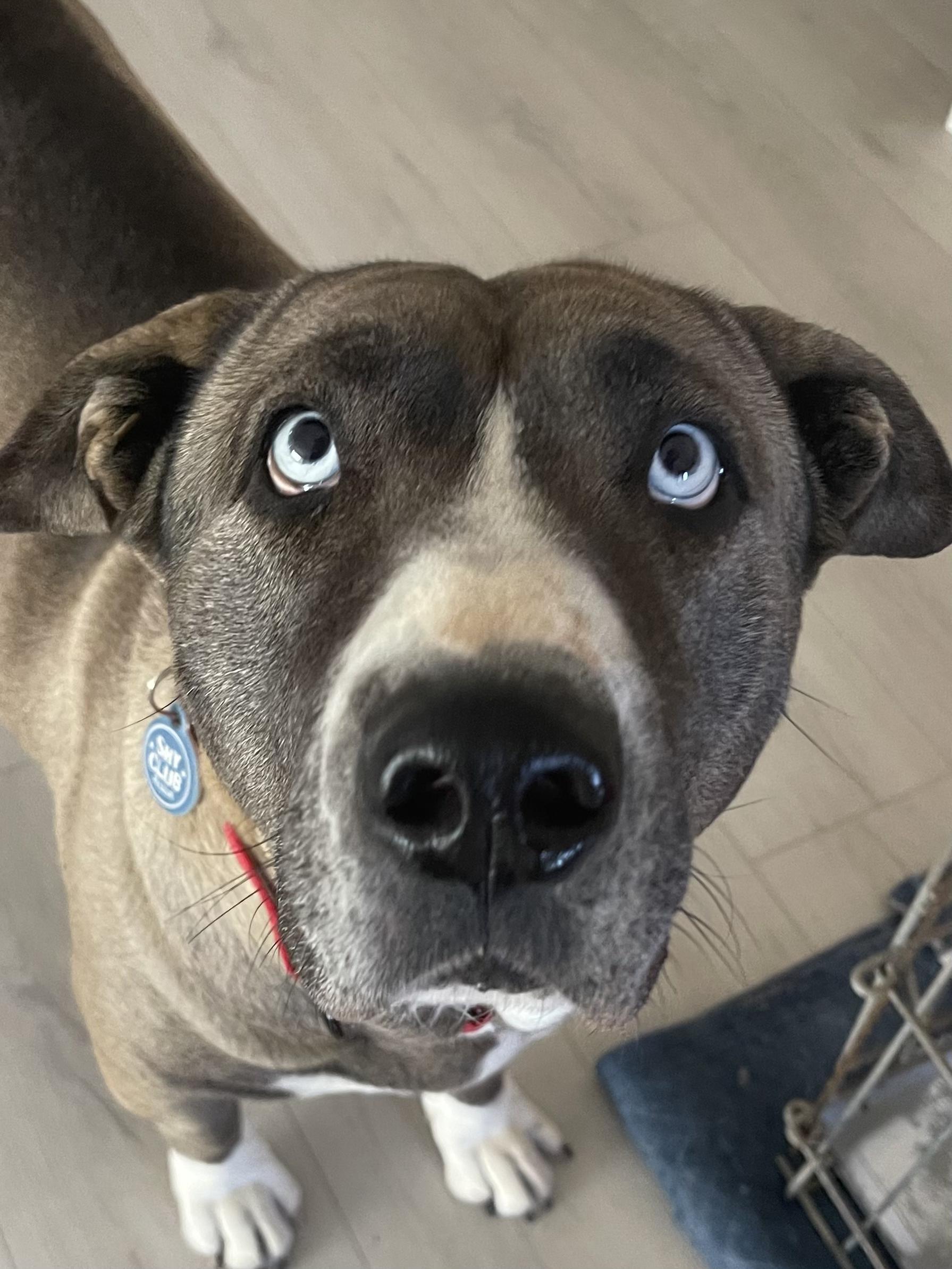 Enlarge Kiki Cupcake, a Adoptable mixed breed in sherman oaks, CA image 1/5