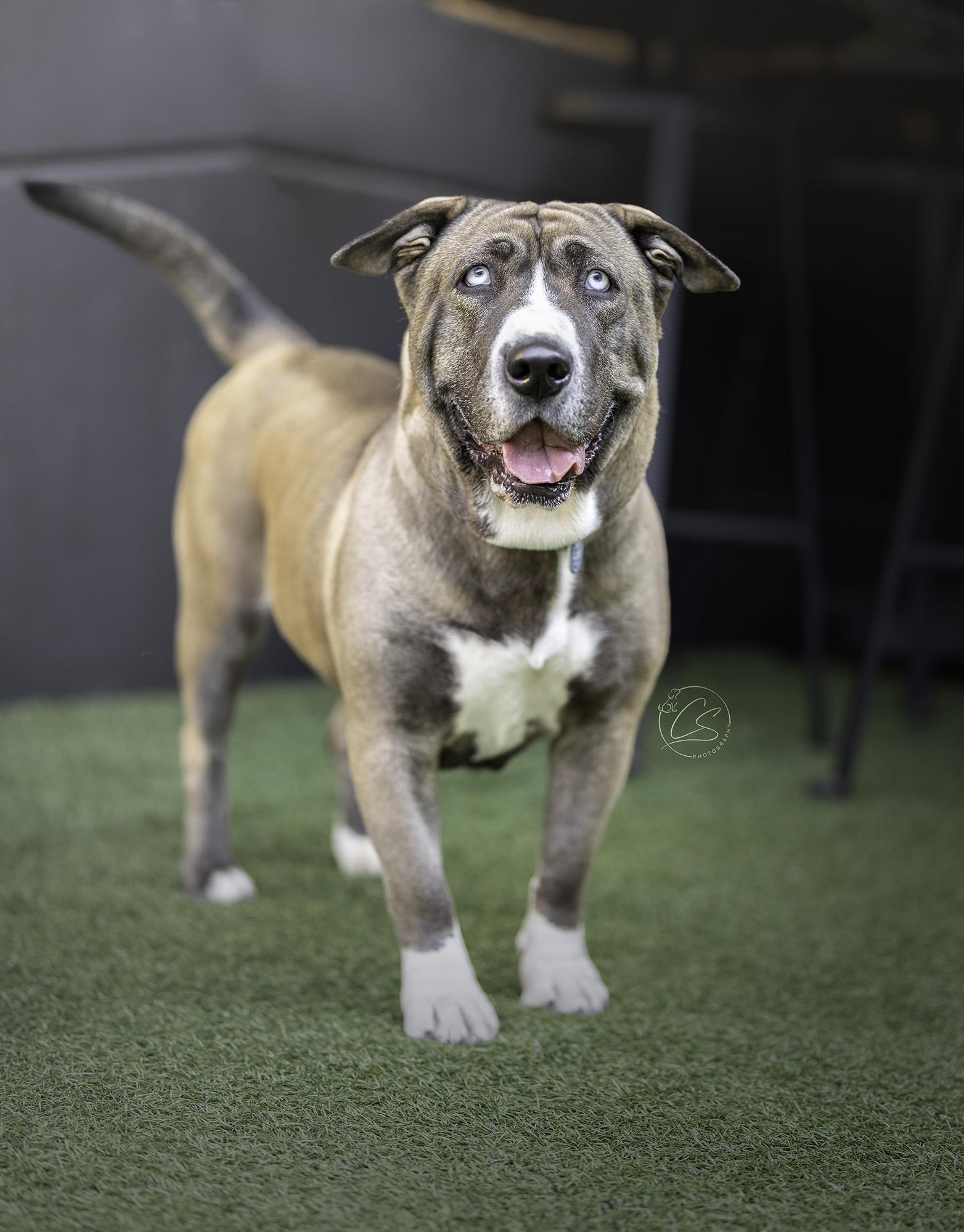 Enlarge Kiki Cupcake, a Adoptable mixed breed in sherman oaks, CA image 3/5