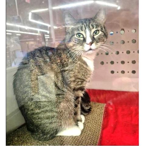 Daisy, an adoptable Tabby in Salt Lake City, UT, 84109 | Photo Image 1