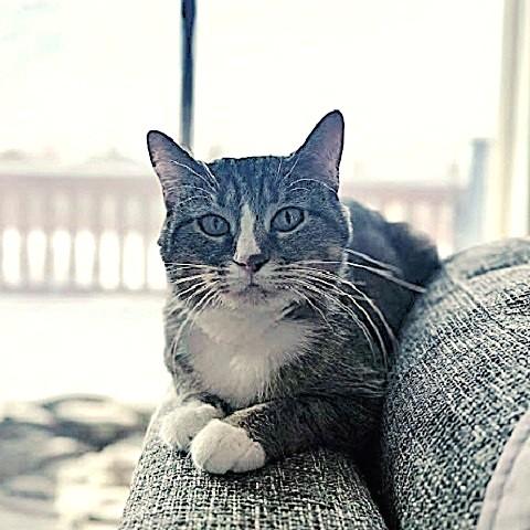 Daisy, an adoptable Tabby in Salt Lake City, UT, 84109 | Photo Image 4