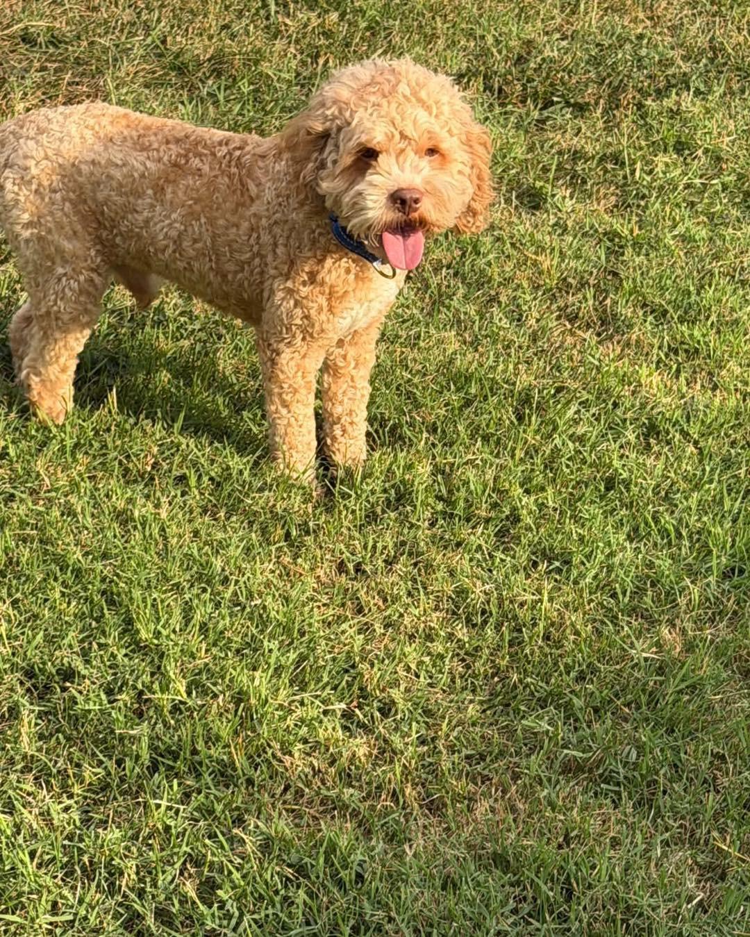 Whiskey, Adoptable, Adult Male Cockapoo.