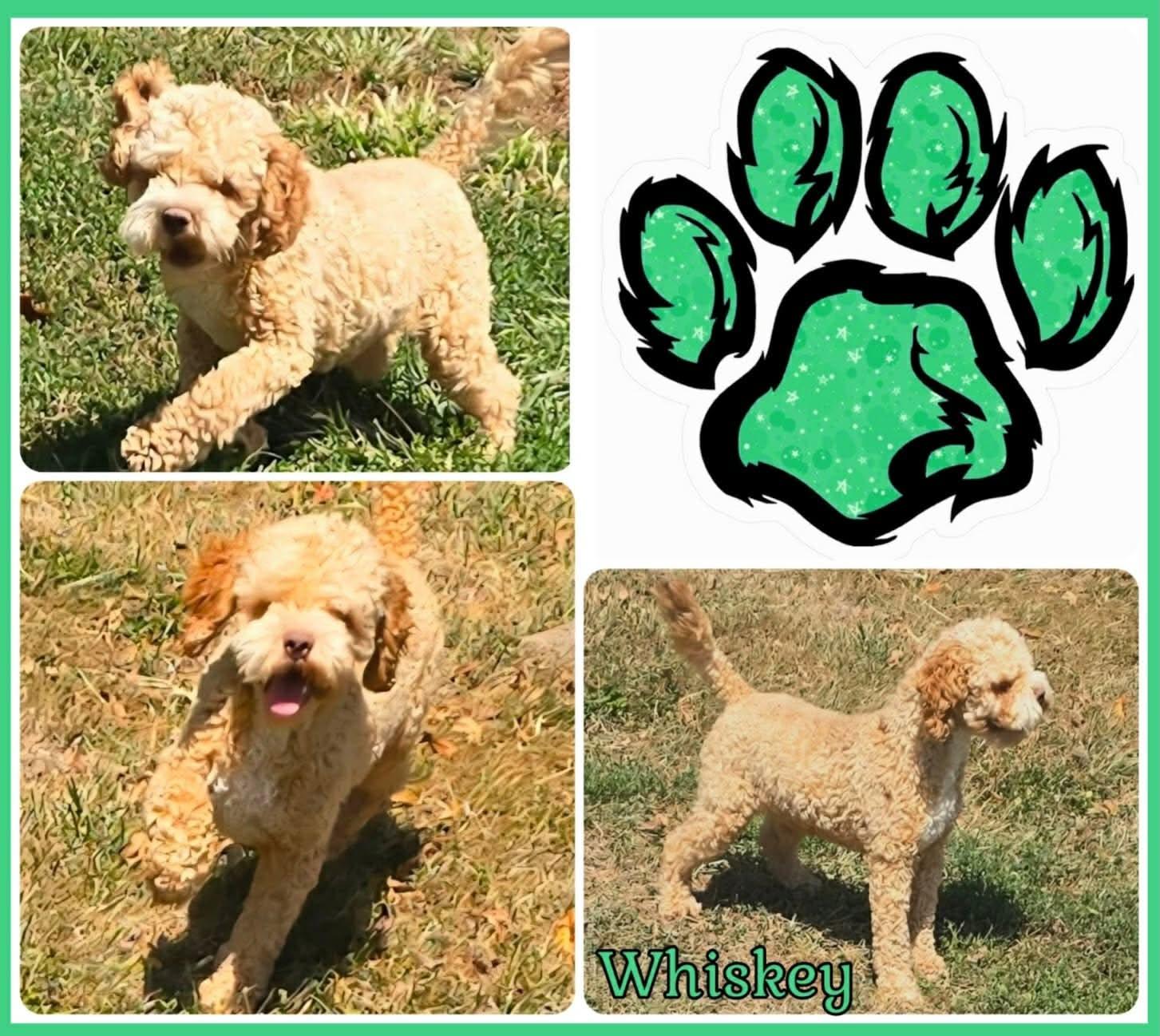 Enlarge Whiskey, a Adoptable Cockapoo in Richmond, KY image 2/3